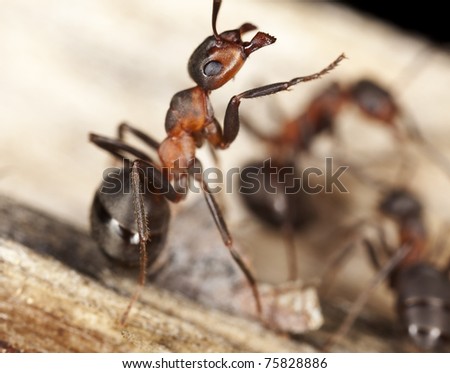 stock-photo-wood-ants-formica-extreme-close-up-with-high-magnification-this-ant-is-often-a-pest-in-houses-75828886.jpg