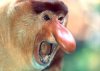 44ProboscisMonkey.jpg