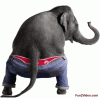 animated-elephant-funny-dance.gif