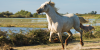iStock_000016187558XSmall_web.png