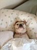 dog-sleeping-bed-funny-animal-photos-13__605.jpg