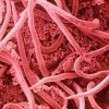false-colour-sem-of-thread-worms-edward-grayscience-photo-library.jpg