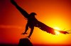 rise-eagle.jpg