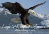 xeagle-spirit-totem-power-animal-symbolism-meaning.jpg.pagespeed.ic.jeEapdG1NF.jpg