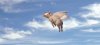 Flying Pig.jpg