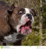 bulldog-open-mouth-fun-surprised-expression-bulldog-open-mouth-funny-expression-120189413.jpg