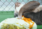 7L3RWrFXiJiUg.gif