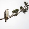 Sea Eagle 2 copy.jpg
