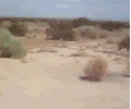 1661512221252.gif