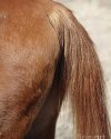 a-horses-ass-john-van-decker.jpg