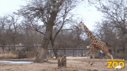 200.gif
