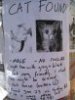 Lost Cat Notice.jpg