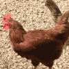 b9ea0d4f88b6eaf1ed0c44893a44ad81-3.gif