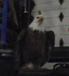 peacemaker-eagle.gif
