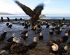 Toft-Eagle-Flying-in-Group.jpg