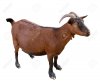 36173975-goat-domesticated-brown-color-top-view-Isolated-over-white-background-Stock-Photo.jpg