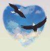 Bald Eagles.jpg