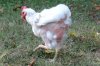 b13b26e3_65388_molt3.jpg