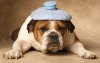 UnderTheWeather-Dog.jpg
