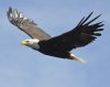 eagle5n-1-web.jpg