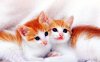 pussy-cats-1.jpg