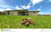 dog-poo-backyard-18346152.jpg