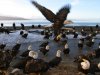 flock-of-american-bald-eagles-on-beach-haliaeetus-leucocephalus.jpg