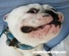 baxter-the-upside-down-french-bulldog-420x347.jpg