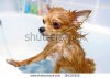stock-photo-funny-wet-chihuahua-dog-in-bathroom-164311826.jpg