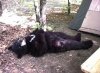 fed_bear_dead_bear.jpg
