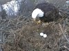 Decorah-Iowa-bald-eagle-cam-30509888_3524_ver1_0_640_480.jpg