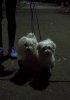 IMG_20170616_051449.jpg