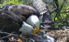 eaglesgettingfed.jpg