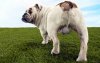 PROSTATITE-BULLDOG-542x343.jpg