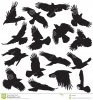 crow-silhouette-set-collection-vector-35632087.jpg