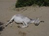 donkey4.jpg