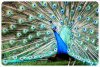 Proud-Peacock.jpg