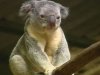 koala-saved-kids_480x360.jpg