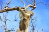 hanging-koala-tree-victoria-australia-55331800.jpg