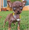 hydrocephalus-chihuahua-teacup-dog-breed-800x828.jpg