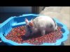 strawberry pig.jpg