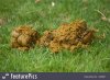 horse-excrement-stock-picture-3529487.jpg