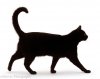 15741-Black-short-hair-male-cat-walking-profile-white-background.jpg