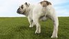 file_18324_column_how-many-dogs-are-neutered-without-surgery.jpg