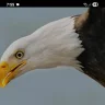 Eagles Talon