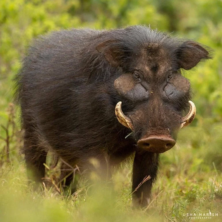 The giant forest hog -- unknown to most -- is the largest species of wild pig. Attaining weights of up to 300kg, they use their massive heads and curved tusks to omnivorously forage on the forest floor. They are mostly nocturnal, & prefer the cover of the dense Congo rainforest to open savannah. : natureismetal Wild Pig, Wild Boar, Nature Animals, Animals And Pets, Big Deer, Beast Creature, African Wildlife, Weird Creatures, Animals Of The World