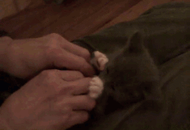 tumblr_laly51HbCi1qanigd.gif