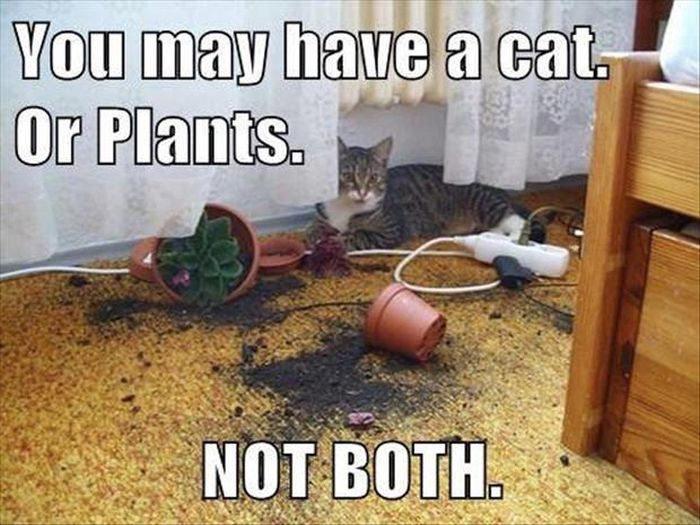 cat-owner-28.jpg