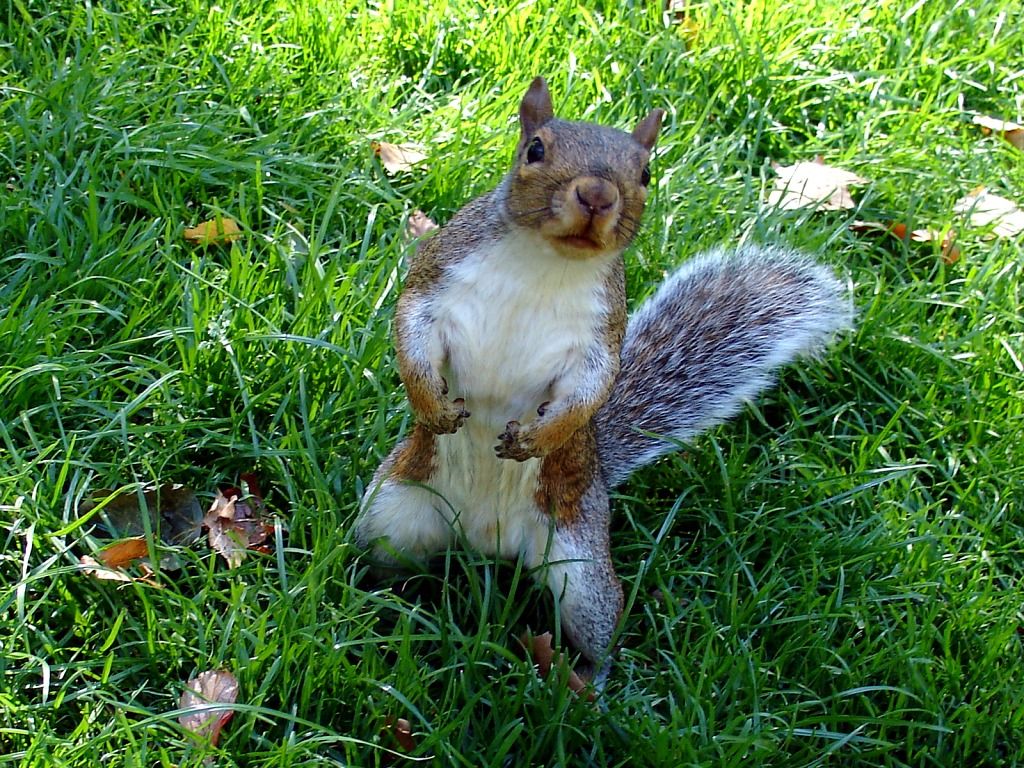 Fauna%20-%20Squirrels%20Rodents%20etc%2022.jpg