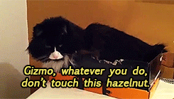 Y4hSQii.gif